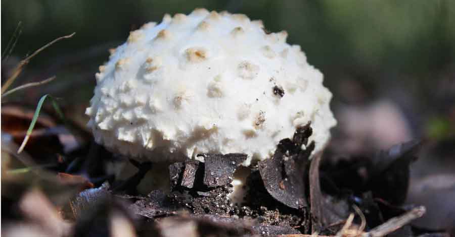 Fungus